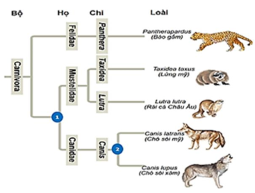 Hình dưới đây minh họa mối liên hệ giữa phân loại và phát sinh chủng loại. Phân loại theo thứ bậc được phản ảnh trên cây phát sinh phân nhánh nhỏ dần.  (ảnh 1)