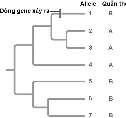 Scott Edwards ở trường Đại học California, Berkeley đã nghiên cứu dòng gene ở loài chim có khả năng phát tán trong phạm vi hẹp, loài chim hét cao cẳng vương miện xám (Pomatostomus temporalis). (ảnh 1)