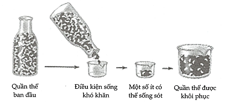Hình ảnh dưới đây mô tả quá trình hình thành quần thể mới nhờ nhân tố tiến hóa. Hãy viết liền các số theo thứ tự từ nhỏ đến lớn mô tả đúng về đặc điểm của quần thể được khôi phục. (ảnh 1)