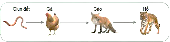 Hình 3 mô tả chuỗi thức ăn ở một hệ sinh thái đồng cỏ.   Hình 3 Chuỗi thức ăn này có sinh vật tiêu thụ bậc 2 là A. gà. 	B. cáo. 	C. giun đất. 		D. hổ. (ảnh 1)