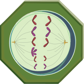Hình bên mô tả một tế bào soma bị tác nhân đột biến gây rối loạn phân li NST. Theo lý thuyết, nhận định nào sau đây là sai? (ảnh 1)