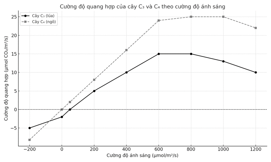 Một nghiên cứu theo dõi cường độ quang hợp của hai loại cây: C3 (lúa) và C4 (ngô) trong điều kiện ánh sáng tăng dần. Dữ liệu được trình bày trong biểu đồ sau: (ảnh 1)