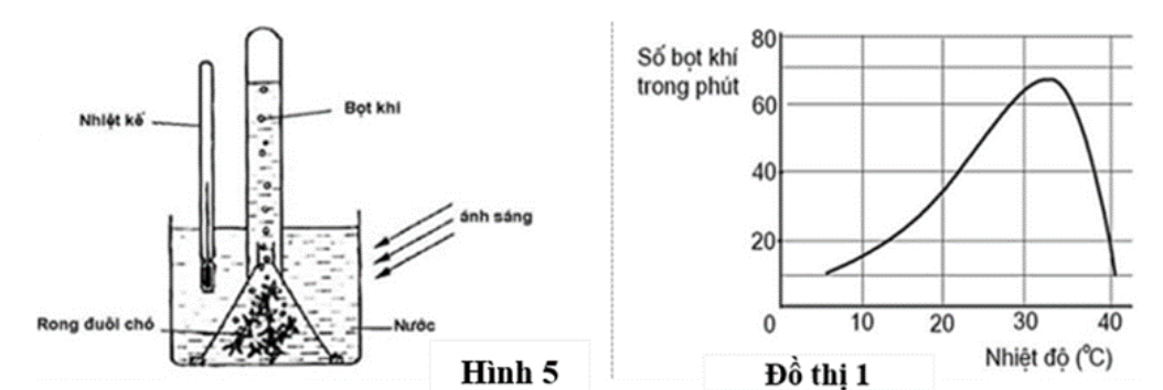 Một nhóm bạn học sinh đã tiến hành thí nghiệm để khảo sát quá trình quang hợp của rong đuôi chó trong cùng một điều kiện chiếu sáng nhưng thay đổi yếu tố nhiệt độ. (ảnh 1)