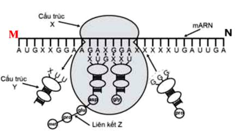 Hình sau mô tả quá trình sinh tổng hợp ở tế bào một loài sinh vật. Quan sát hình, hãy cho biết mỗi nhận định sau đây là đúng hay sai? (ảnh 1)