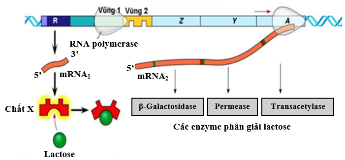 Khi nói về operon Lac ở vi khuẩn E. coli (hình bên dưới), các phát biểu sau đây là đúng hay sai? (ảnh 1)