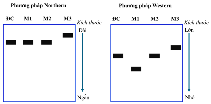Có 3 loại đột biến xảy ra trên cùng 1 gene, kí hiệu các thể đột biến lần lượt là M1, M2, M3. Để xác định các đột biến trên thuộc loại nào, người ta dùng phương pháp Northern (phân tích RNA) và Western (phân tích protein). (ảnh 1)