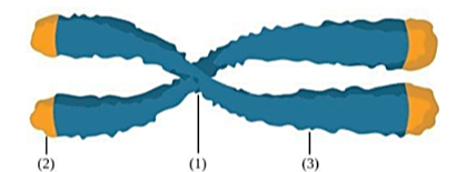 Hình 4 mô tả cấu trúc nhiễm sắc thể và một số nội dung liên quan đến các thành phần cấu trúc của nhiễm sắc thể như sau: (a) Là trung tâm vận động của nhiễm sắc thể trong phân bào. (ảnh 1)