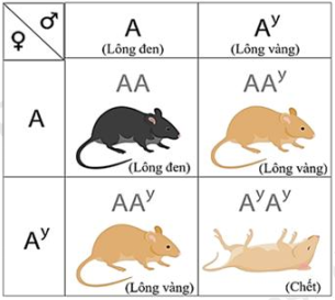 Bảng sau mô tả thí nghiệm lai một tính trạng ở một loài chuột. (ảnh 1)