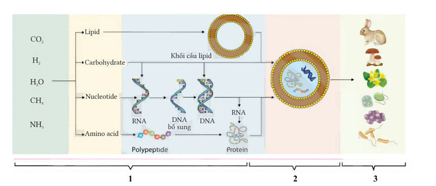 Hình 4 mô tả các giai đoạn của quá trình phát sinh sự sống trên trái đất, [1] là giai đoạn nào ? (ảnh 1)