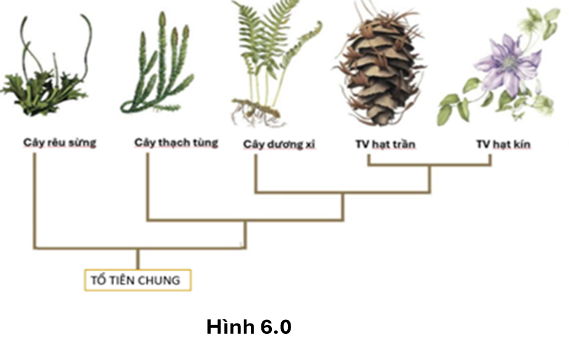 Sơ đồ Hình 6.0 mô tả cây phát sinh chủng loại của một nhánh tiến hoá Nhận định nào sau đây sai về mối quan hệ họ hàng giữa các loài trong sơ đồ trên? (ảnh 1)
