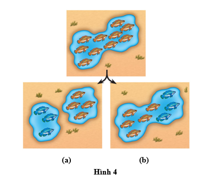Hình 4 mô tả hai phương thức hình thành loài mới của một quần thể cá sống trong một hồ nước lớn bị chia cắt bởi sự thay đổi địa chất, tạo thành hai hồ nước nhỏ riêng biệt. (ảnh 1)