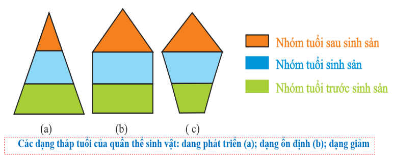 Hình vẽ mô tả các tháp tuổi của quần thể sinh vật: Nhận định sau đây về hình này là sai? (ảnh 1)