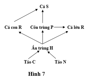 Một nghiên cứu được thực hiện ở một dòng sông với lưới thức ăn được minh họa ở Hình 7. Hai lô thí nghiệm được thiết lập, trong đó một lô có nhốt cá lớn trong lồng  (ảnh 1)