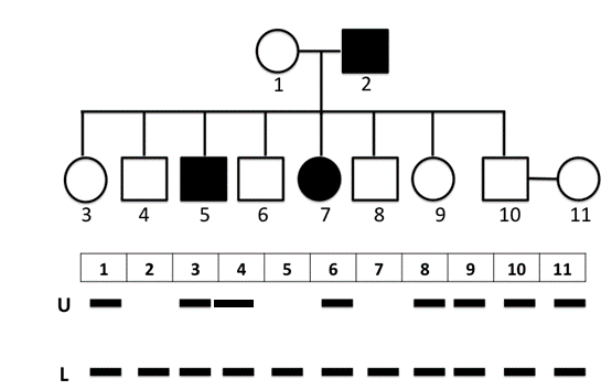 Phả hệ hình bên cho thấy sự di truyền của một tính trạng bệnh X do 1 gen có 2 alen là U và L trên NST thường quy định. Các số trong bảng dưới phả hệ thể hiện các cá thể (1 → 11); (ảnh 1)