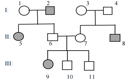 Xét về bệnh bạch tạng ở người, một người đàn ông có cô em gái bị bệnh, lấy một người vợ có người anh trai bị bệnh. Cặp vợ chồng này sinh được 3 người con, người con gái đầu bị bệnh, người con trai thứ hai và người con trai thứ ba đều bình thường (ảnh 4)