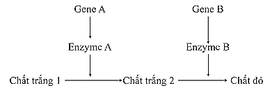 Ở một loài thực vật, màu sắc hoa là do sự tác động của hai cặp gene (A, a và B, b ) phân li độc lập. Gene A và gene B tác động đến sự hình thành màu sắc hoa theo sơ đồ dưới đây. (ảnh 1)