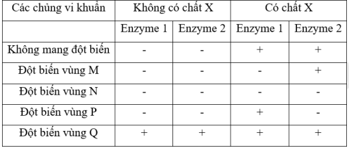 Một operon X có các vùng trình tự qui định chức năng được Kí hiệu M, N, P, Q, tổng hợp các enzyme 1 và enzyme 2 phân giải chất X. Trong đó, mỗi vùng trình tự đã kí hiệu từ M đến Q sẽ là một trong các vị trí sau: (ảnh 1)