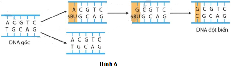 Hình 6 mô tả cơ chế gây đột biến DNA do tác động của tác nhân 5-bromouracil. Hãy cho biết sau bao nhiêu lần tái bản thì cặp A-T (ở DNA gốc) bị thay thế bởi cặp G-C (ở DNA đột biến).   (ảnh 1)