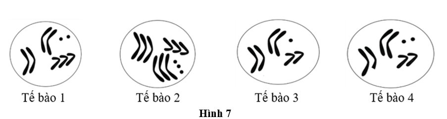 Hình 7 mô tả số lượng NST ở các tế bào soma của các cơ thể thuộc cùng một loài thực vật. Tế bào nào sau đây thuộc dạng đột biến lệch bội dạng thể một? (ảnh 1)