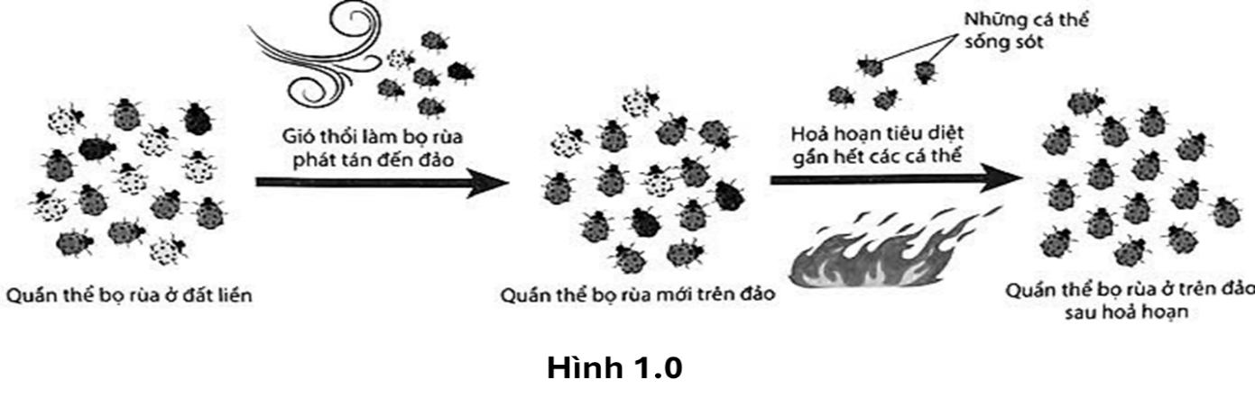 Sơ đồ Hình 1.0 minh hoạ tác động của nhân tố tiến hoá nào đến quần thể bọ rùa? (ảnh 1)
