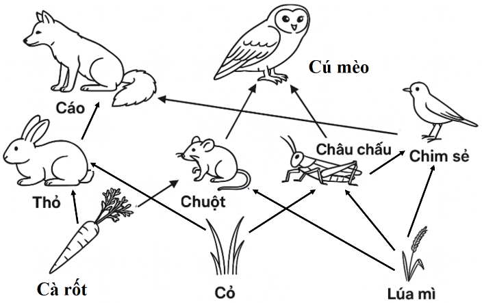 Hình 3 mô tả một lưới thức của hệ sinh thái rừng ở vùng nhiệt đới.   Hình 3 Có bao nhiêu chuỗi thức ăn trong lưới thức ăn này? (ảnh 1)