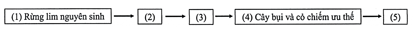 Sơ đồ sau mô tả quá trình diễn thế thứ sinh dẫn đến quần xã bị suy thoái đã xảy ra ở rừng lim Hữu Lũng tỉnh Lạng Sơn do hoạt động chặt phá rừng của con người. Quá trình này gồm các giai đoạn sau: (ảnh 1)