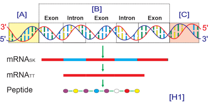 Dựa vào thông tin trên Hình 1, nhận định nào trong các nhận định dưới đây là ĐÚNG?   (ảnh 1)