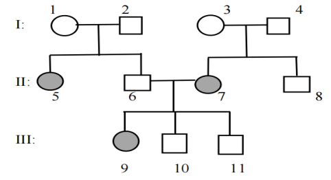Xét về bệnh bạch tạng ở người, một người đàn ông có cô em gái bị bệnh, lấy một người vợ có người anh trai bị bệnh. Cặp vợ chồng này sinh được 3 người con, người con gái đầu bị bệnh, người con trai thứ hai và người con trai thứ ba đều bình thường (ảnh 5)