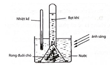 Để nghiên cứu ảnh hưởng của nhiệt độ đối với quá trình quang hợp ở thực vật người ta tiến hành các bước thí nghiệm như sau: Bước 1. Lấy các cành rong đuôi chó cùng độ tuổi,  (ảnh 1)