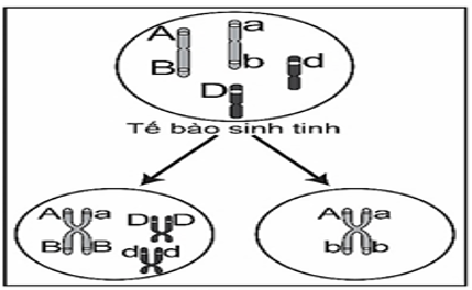 Ở một loài động vật, quan sát quá trình giảm phân của một tế bào sinh tinh, người ta ghi nhận lại diễn biến nhiễm sắc thể được mô tả bằng hình vẽ sau: (ảnh 1)