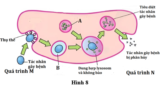 Hình 8 mô tả quá trình tiêu diệt mầm bệnh của một tế bào thực bào. (ảnh 1)