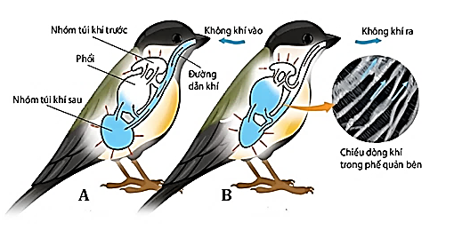 Hình dươi đây mô tả hoạt động của quá trình trao đổi khí ở chim. (ảnh 1)