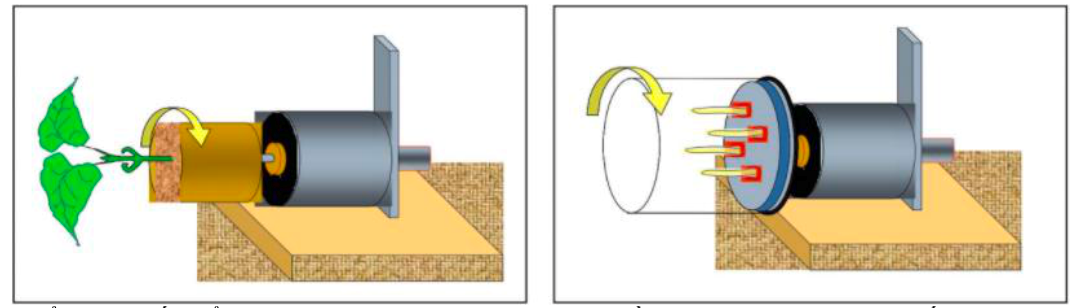 Cây có khả năng cảm ứng với trọng lực (hướng trọng lực) nhờ sự phân bố của auxin, một loại hormone thực vật quan trọng trong điều chỉnh tăng trưởng. Thí nghiệm ở Hình 1 sử dụng máy hồi chuyển (gyroscope) để triệt tiêu ảnh hưởng của trọng lực lên cây.  (ảnh 1)