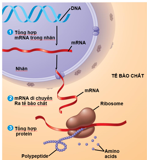 Hình dưới đây thể hiện các giai đoạn của các cơ chế di truyền xảy ra trong tế bào. Nếu quá trình di chuyển mRNA từ nhân ra tế bào chất bị gián đoạn, điều gì sẽ xảy ra? (ảnh 1)
