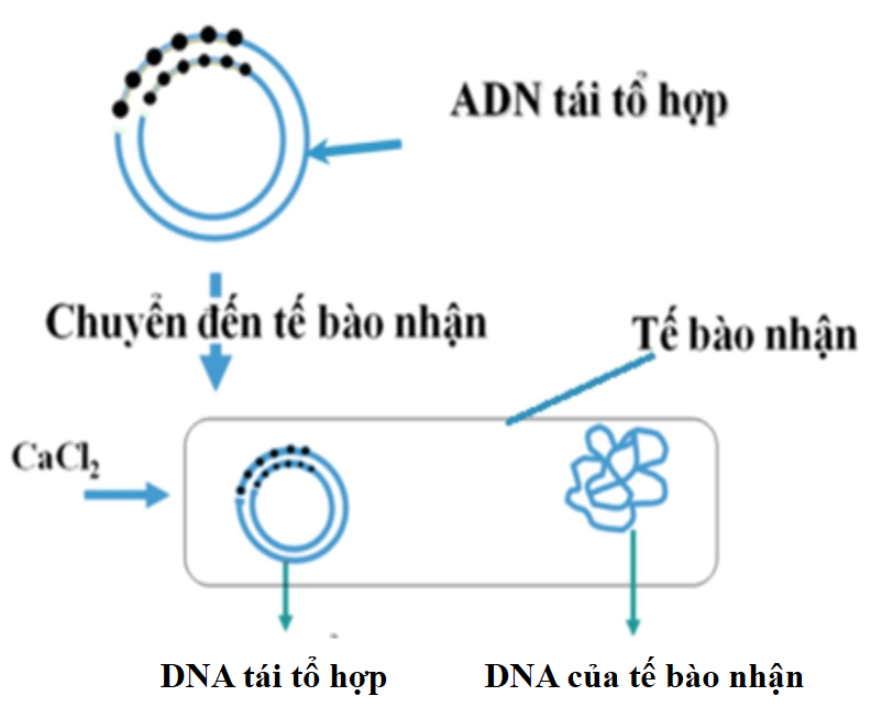 Hình 8 minh họa quá trình chuyển DNA tái tổ hợp vào tế bào nhận trong kỹ thuật di truyền. (ảnh 1)