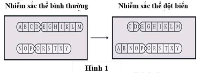 Hình 1 dưới đây thể hiện dạng biến cấu trúc nhiễm sắc thể nào?   	A. Chuyển đoạn tương hỗ. 	B. Chuyển đoạn không tương hỗ. 	C. Đảo đoạn. 			D. Lặp đoạn. (ảnh 1)