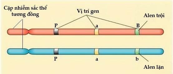 Phát biểu nào sau đây đúng với các thông tin trên hình  bên? (ảnh 1)