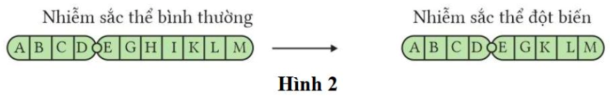 Hình 2 thể hiện đột biến cấu trúc nhiễm sắc thể dạng nào? (ảnh 1)
