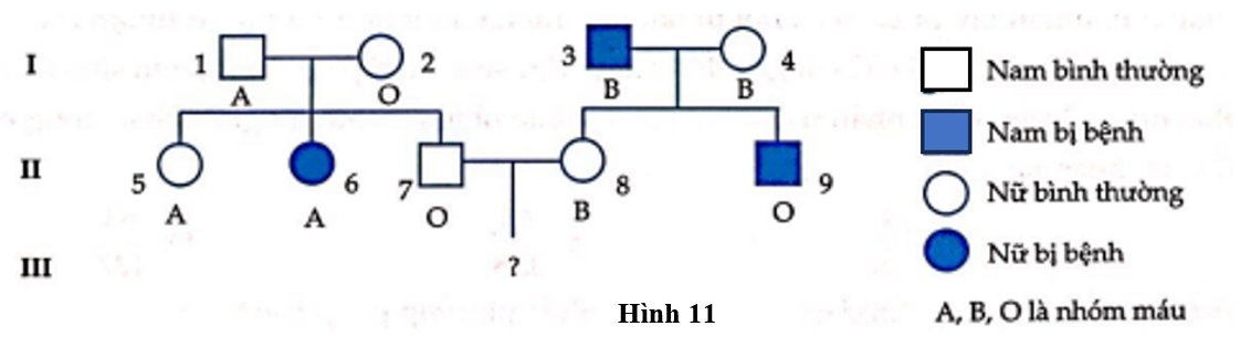 Sơ đồ phả hệ Hình 11 mô tả sự di truyền nhóm máu: A, B, AB, O và một loại bệnh ở người. Biết rằng gene  quy định nhóm máu gồm 3 allele (ảnh 1)