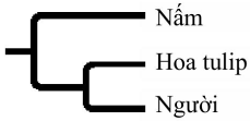 Cây phát sinh chủng loại nào sau đây mô tả hợp lý nhất về mối quan hệ họ hàng giữa ba loài? (ảnh 2)