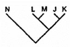 Trong các sơ đồ sau đây, sơ đồ nào phù hợp nhất thể hiện mối quan hệ tiến hóa của 5 loài trên? A. B. C. D. (ảnh 2)