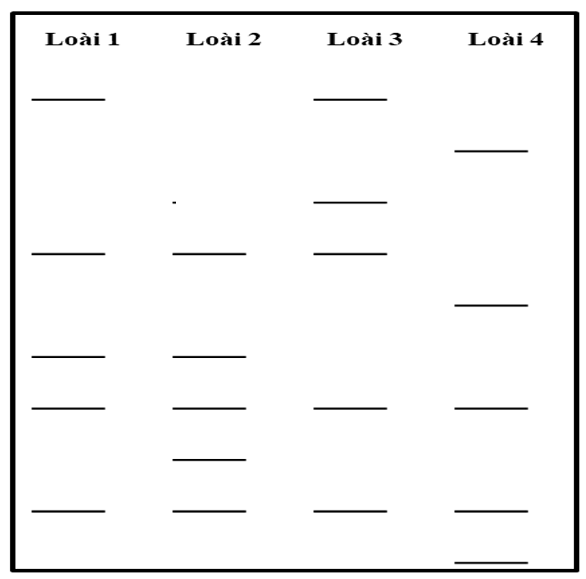 Trong phương pháp điện di, số lượng băng giống nhau giữa các loài thể hiện điều gì? (ảnh 1)