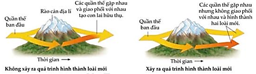 Hình dưới đây mô tả quá trình hình thành loài mới 1 - Dưới tác động của chọn lọc tự nhiên, làm thay đổi tần số allele các quần thể → tạo kiểu gene mới, cách li sinh sản với quần thể ban đầu → hình thành loài mới. (ảnh 1)