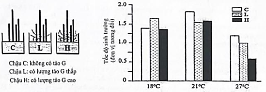 Loài rong X sống ở vùng biển ven bờ Z, nơi có nhiệt độ mùa hè hiếm khi cao hơn 18°C. Thực hiện thí nghiệm nuôi loài rong X trong 3 chậu nuôi (hình a), ở 3 điều kiện nhiệt độ: 18°C, 21°C, 27°C,  (ảnh 1)