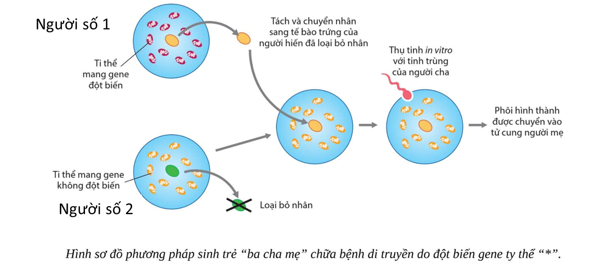 Phương pháp sinh trẻ “ba cha mẹ” đã được chính thức cho phép sử dụng ở nước Anh từ năm 2017 để chữa bệnh di truyền do đột biến gene ti thể ở mẹ. (ảnh 1)