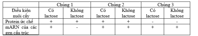Khi nghiên cứu về hoạt động Operon Lac ở 3 chủng vi khuẩn E. coli, người ta thu được bảng kết quả ngắn gọn như sau: Khi rút ra kết luận từ bảng, phát biểu nào sau đây không đúng? (ảnh 1)