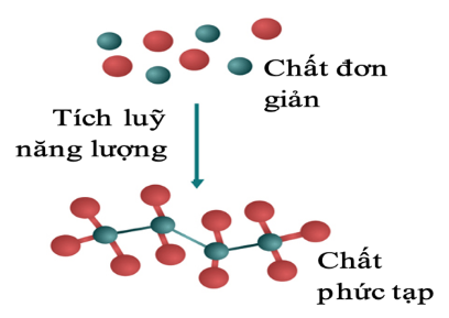 Quá trình trao đổi chất và chuyển hoá năng lượng được mô tả ở hình bên là quá trình nào?        	A. Tiếp nhận các chất.	B. Đồng hoá.               	C. Thải các chất.            	D. Dị hoá.  (ảnh 1)