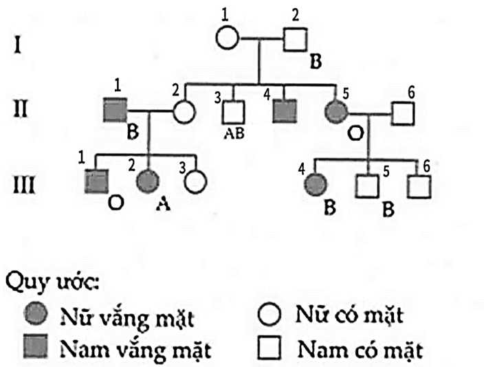 Một thành viên trong gia đình (II.2) cần phẫu thuật gấp và cần truyền máu. Tuy nhiên, bệnh viện không đủ nhóm máu phù hợp và đề nghị gia đình kiểm tra nhóm máu để tìm người hiến máu.  (ảnh 1)