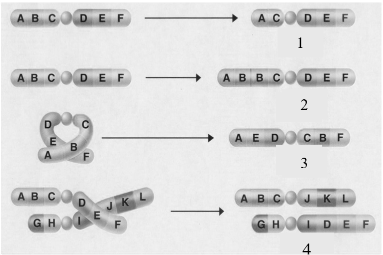 Trong các dạng đột biến NST (1), (2), (3), (4) ở Hình 2, dạng nào được ứng dụng để loại bỏ gene có hại ra khỏi cây trồng? Hình 2 A. Dạng 1. B. Dạng 2. C. Dạng 3. D. Dạng 4. (ảnh 1)