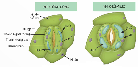 Quan sát chiều mũi tên của các chú thích trên hình bên dưới, hãy cho biết nhận định nào sau đây là đúng về nguyên nhân gây đóng, mở khí khổng? (ảnh 1)